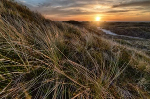 Nauka ogrodnictwa: Klucz do zdrowego ogrodu i harmonii z naturą